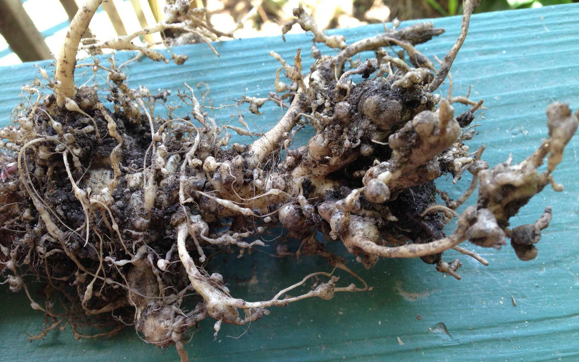 root-knot-nematodes-on-vegetables-university-of-maryland-extension